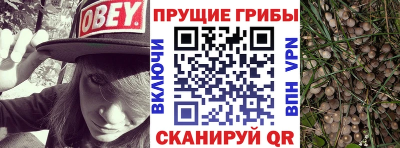 mega ONION  Южно-Сухокумск  Галлюциногенные грибы Cubensis  купить  цена 